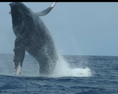 Seasonal Whale Watching Cruise in Kailua-Kona
