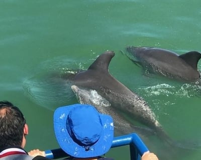 Sarasota Dolphin & Manatee Watch Cruise