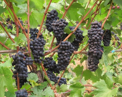 Private Oregon Wine Country Tour