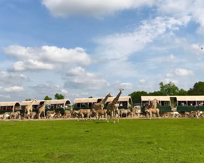 75-Minute Guided Safari Wagon Tour in Folsom
