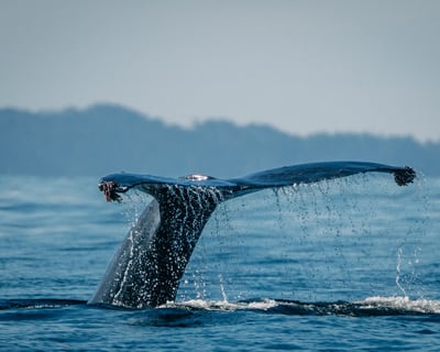 Whale Watching Cruise in Sitka Sound