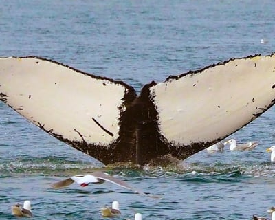 Kenai Fjords National Park Wildlife & Glacier Cruise