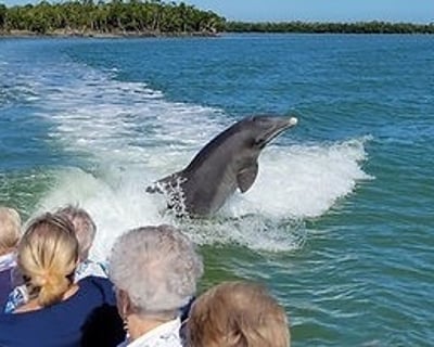 Sanibel Beach Dolphin & Shelling Boat Tour