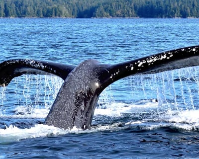 Private Whale Watching Tour in Sitka