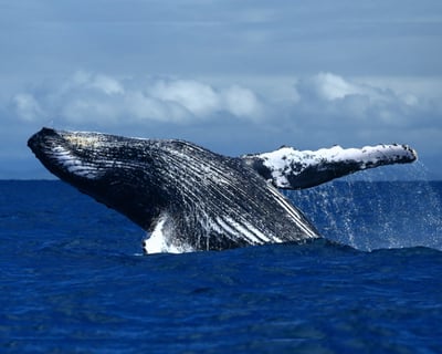 Waikiki Whale Watching on 65ft Power Catamaran