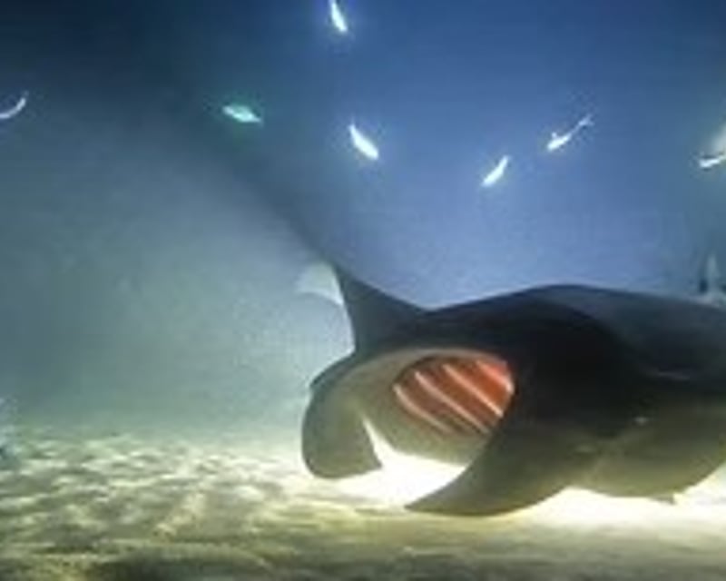 Sunset Manta Ray Dive & Snorkel from Kawaihae