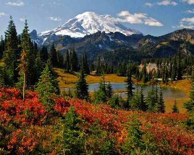 Private Mt. Rainier Guided Tour From Seattle