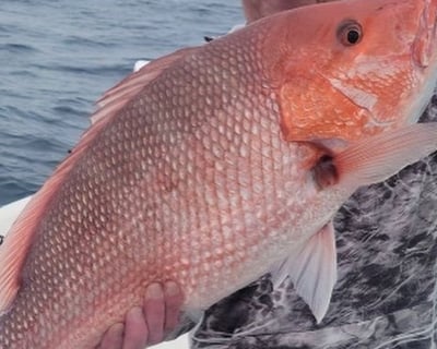 Destin Red Snapper Fishing Charter