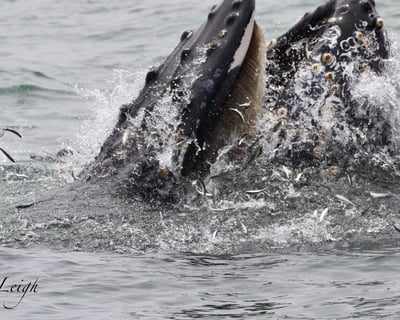Golden Gate Whale Watch