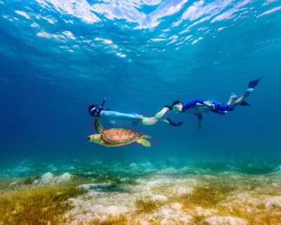 Turtle Canyon Snorkel: Small Group Raft Tour