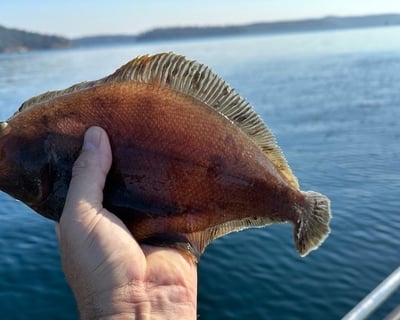Full-Day Flatfish Deep Sea Fishing Trip in Newport