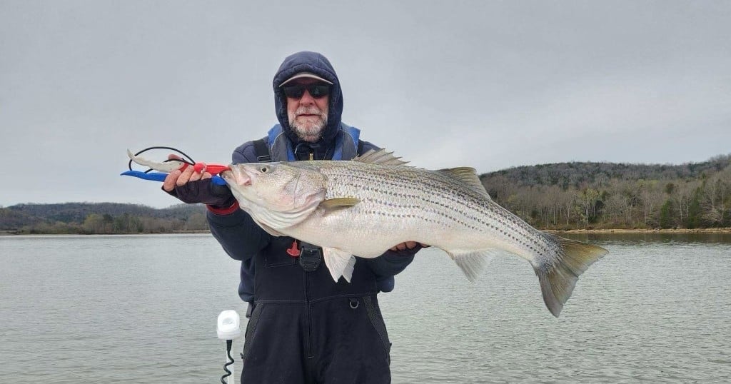 Percy Priest Lake Hybrid & Striped Bass Charter