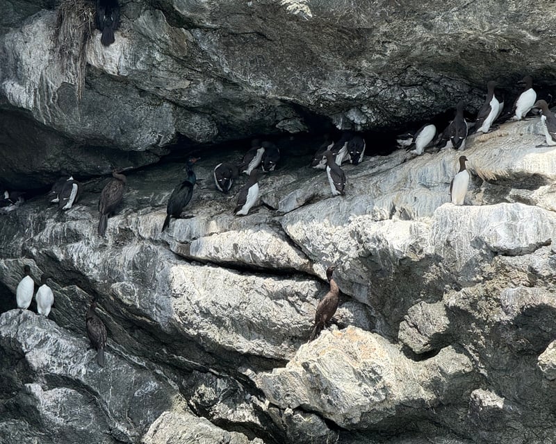 Gull Island Birding Boat Tour in Homer