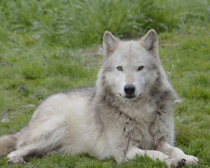Gray Wolf Pack Observation Tour in Ipswich, MA