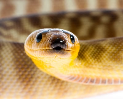 2-Hour Snake Feeding Tour in Kearns