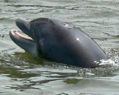 Dolphin & Nature Cruise on Broad Creek