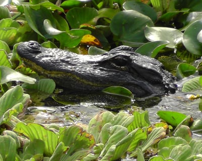 Western Everglades Airboat & Wildlife Tour