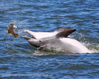 Dolphin Watching Nature Cruise in Chincoteague