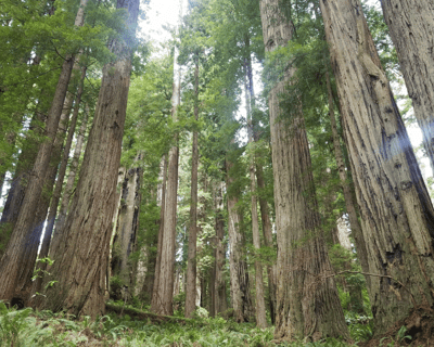 Guided Trillium Falls Trail Hike in Redwoods Park