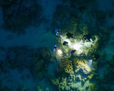 North Shore Night Snorkeling Tour