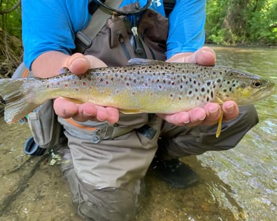 Yellow Breeches Walk & Wade Fly Fishing