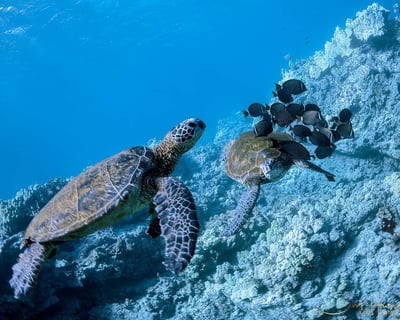 Kohala Coast Turtle Reef Snorkel Tour