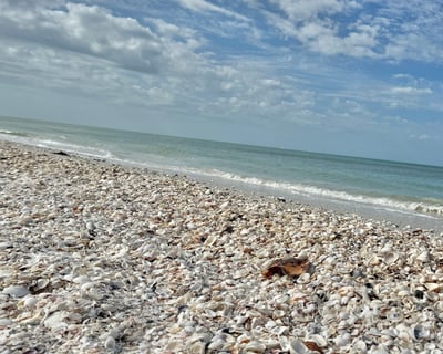 Keewaydin Island Shelling Tour