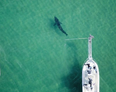 Shark Center General Admission in Chatham