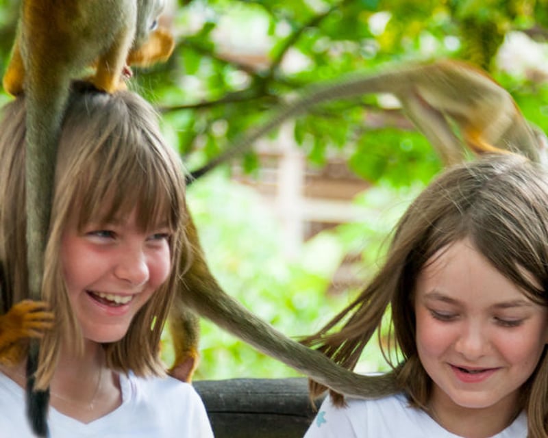 Monkeyland Samaná Squirrel Monkey Guided Tour