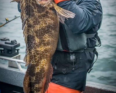 Catch Trophy Lingcod on a 6-Hour Charleston Charter