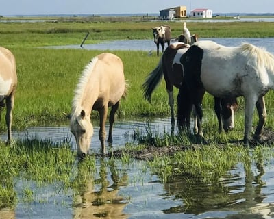 Chincoteague Pony Cruise