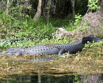 Guided Eco Paddle Tour in Silver Springs