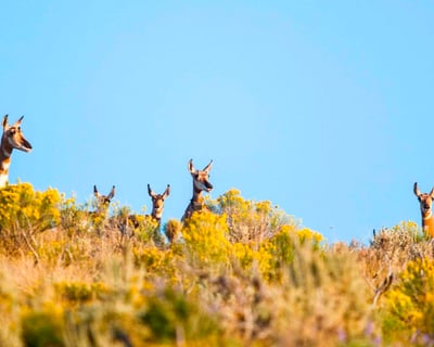 Spot Wildlife on a 4-5 Hour Grand Teton Safari