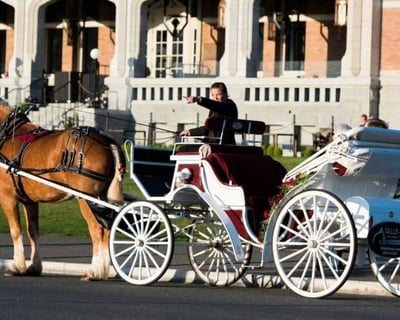15-Minute Horse-Drawn Carriage Tour in Victoria