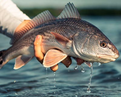 Navarre Fishing Trip with Gear & License Included