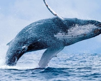 Ma'alaea Harbor Whale Watching on the Malolo