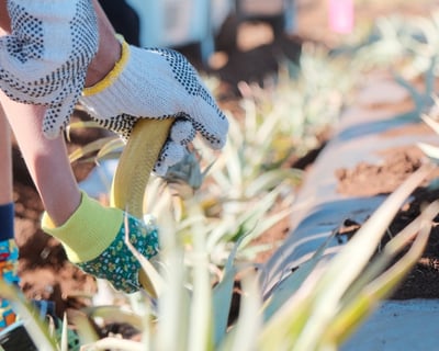 Maui Pineapple Planting Experience