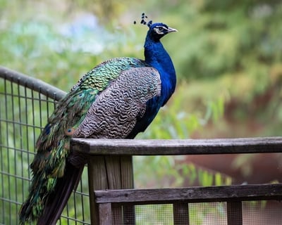 VIP Animal Encounter Experience in Grand Saline