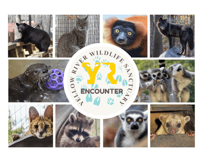 30-Minute Wildlife Encounter in Lilburn