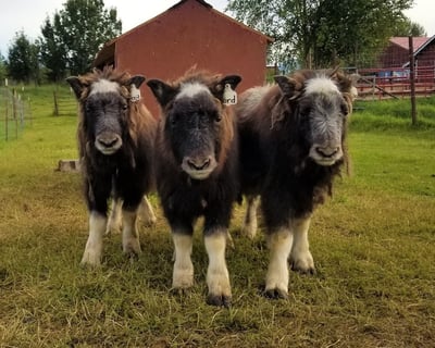 Musk Ox Farm Scenic Drive & Tour From Anchorage