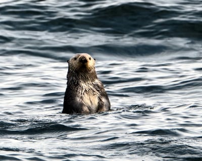 Sitka Marine Wildlife Cruise
