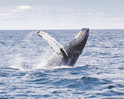 Waikiki 2-Hour Whale Watching Cruise