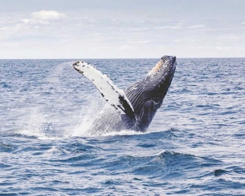 Waikiki 2-Hour Whale Watching Cruise