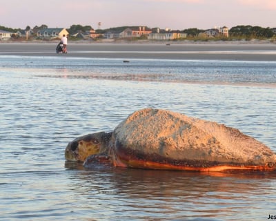 Fripp Island Sea Turtle Morning Walk