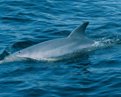 2-Hour Morning Dolphin Watch Cruise in Manteo