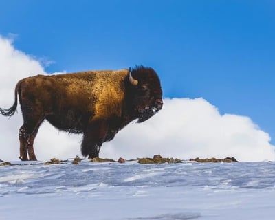 Yellowstone Winter Wildlife Private Tour