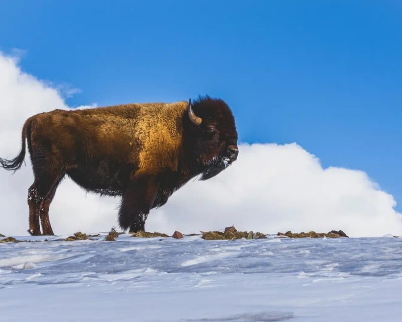 Yellowstone Winter Wildlife Private Tour