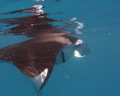 Night Manta Snorkel in Kailua-Kona
