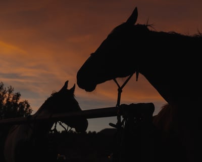 Sunrise Horseback Ride in Mt Carmel