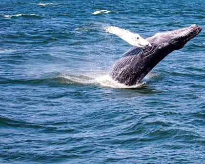 Jersey Shore Whale Watching from Belmar